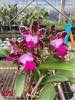 Ca. (Penny Kuroda x Interglossa) x Black Jack
