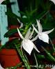 Angraecum dryadum