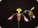 Paph. lowii
