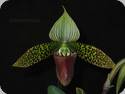 Paph. sukhakulii