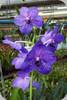 Vanda Pakchong Blue