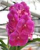 Vanda Pat Delight