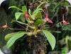 Bulbophyllum geniculiferum