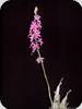 Calanthe rosea