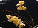 Dendrobium lampongense