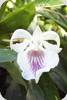 Cochleanthes amazonica