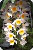 Dendrobium farmeri Mini Lanterns