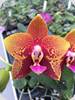 Phal. Zheng Min Anaconda