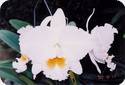Blc. Eagle Eye