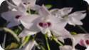 Dendrobium parishii semi alba
