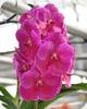 Vanda Pat Delight