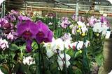 blooming orchids