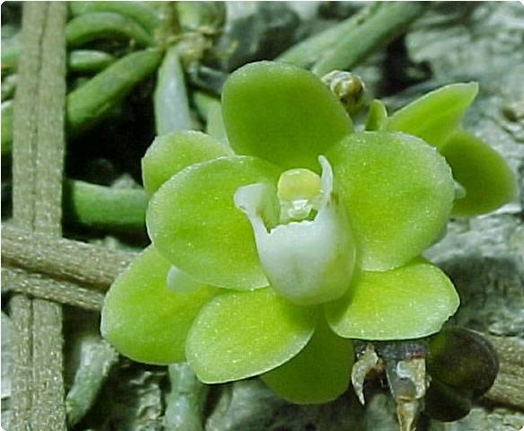 Phalaenopsis Chaida Sherry