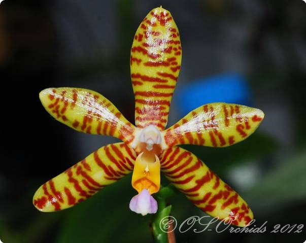 Phalaenopsis Chaida Sherry
