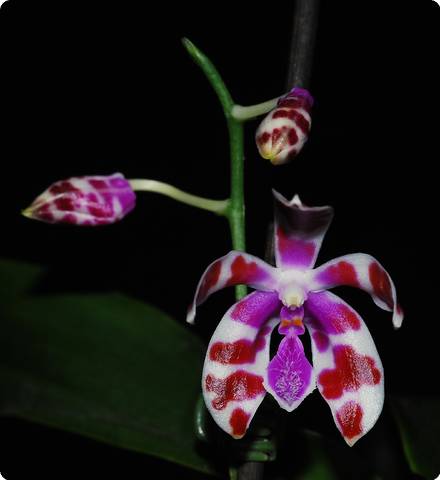 Phal. mariae - Orchideen der Schwerter Orchideenzucht